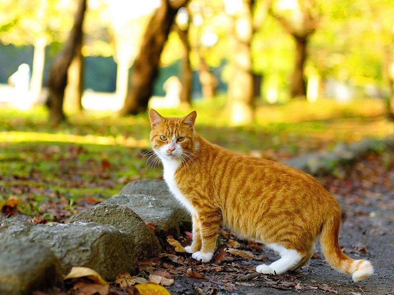 Кот в парке