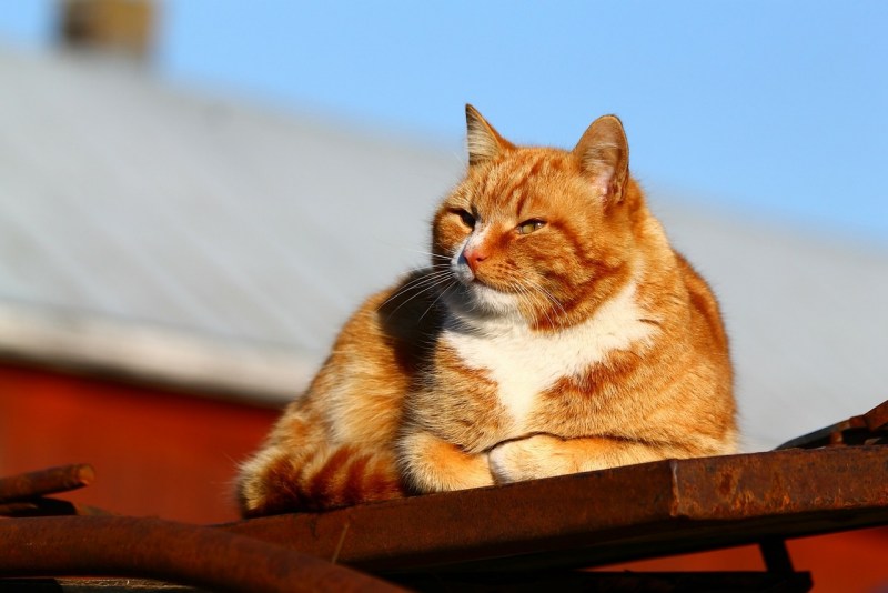Красивый рыжий кот