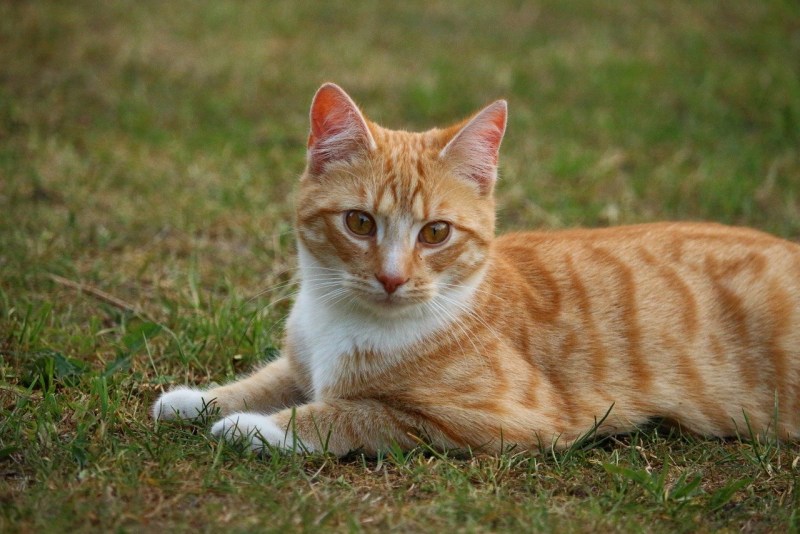 Европейская короткошерстная кошка рыжая