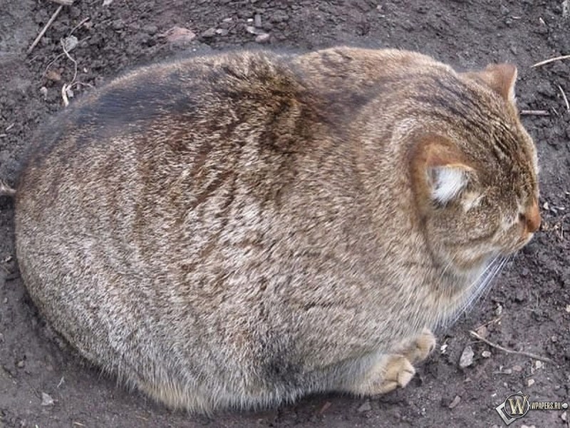 Толстый кот юмор