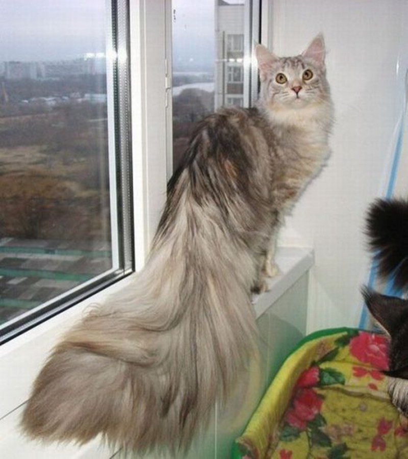 Черный котик на кровати