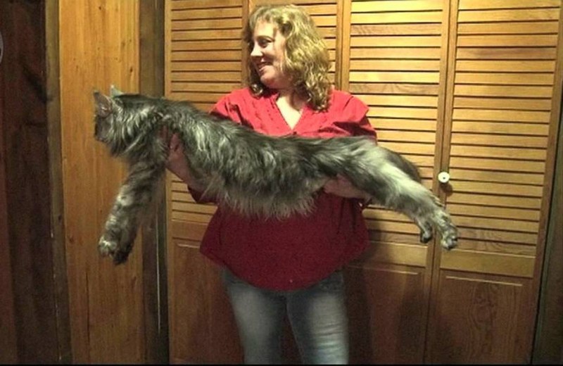 Кот Сигнус с самым длинным хвостом
