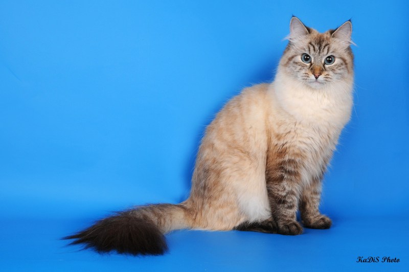 Балинезийская табби кошка