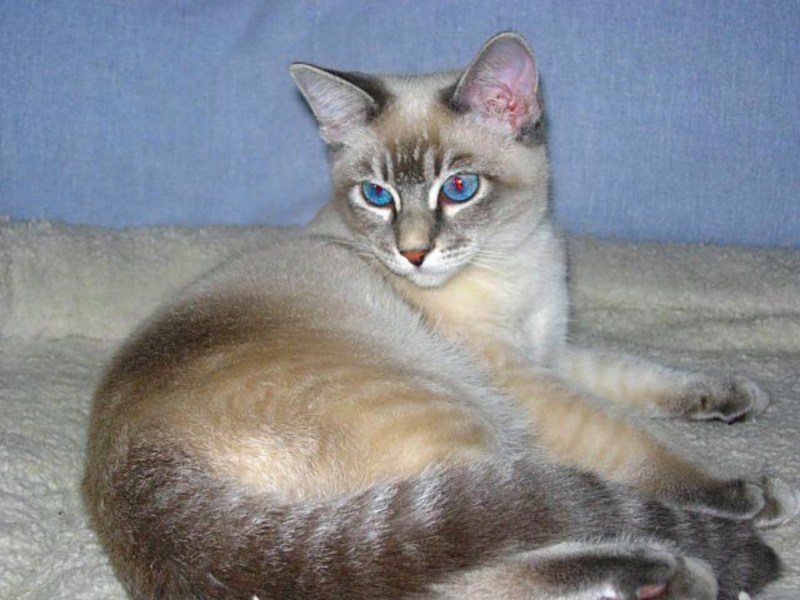 Тайская полосатая светлая кошка