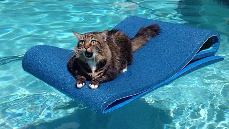 Котик в бассейне