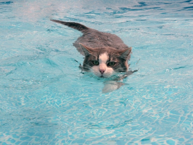 Кошка плавает в воде