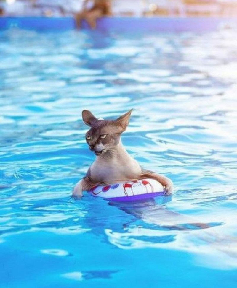 Котик плавает в бассейне