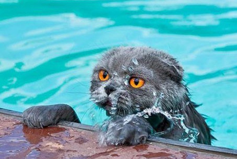 Кот в воде