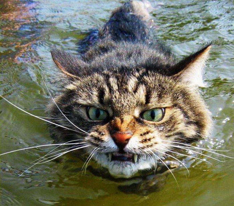Речной котик