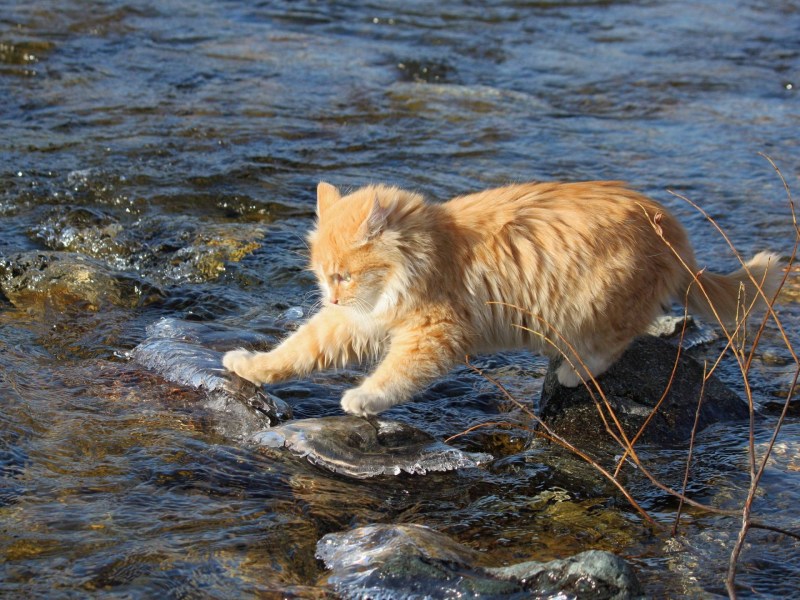 Коты на озере