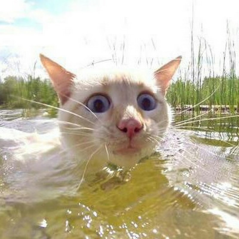 Смешно плыть
