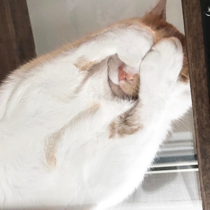 Кошка на стекле