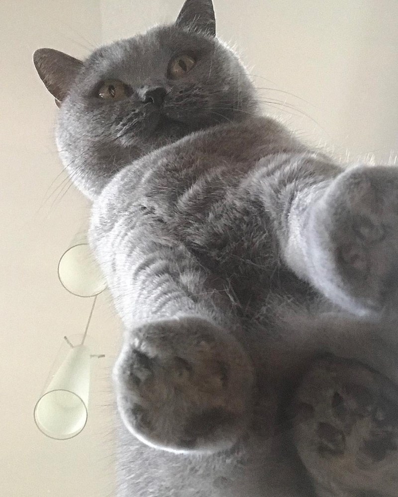 Котики на стеклянном столе