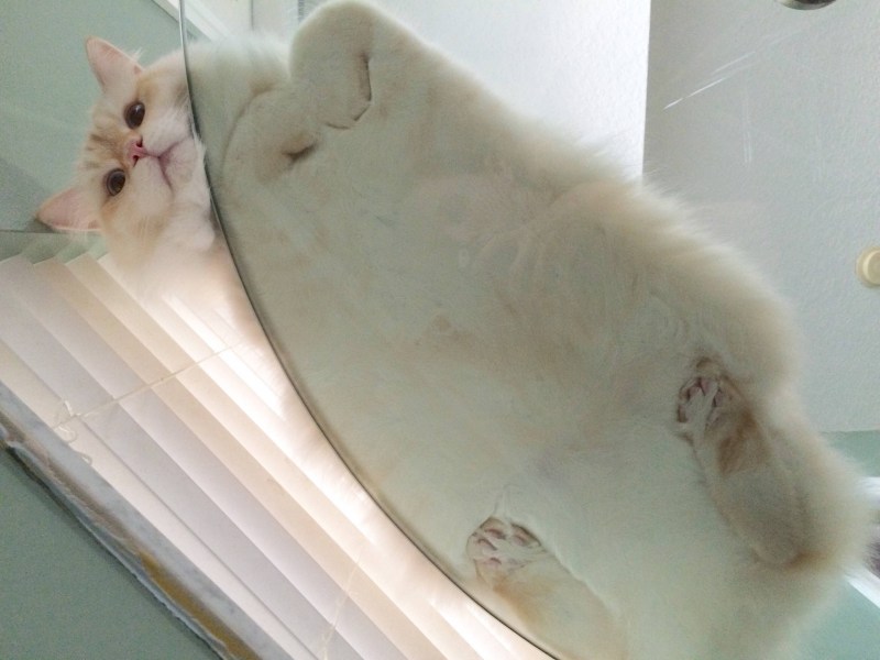 Кот на стеклянном столе снизу