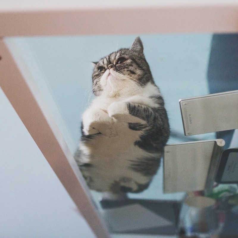 Котики на стеклянном столе
