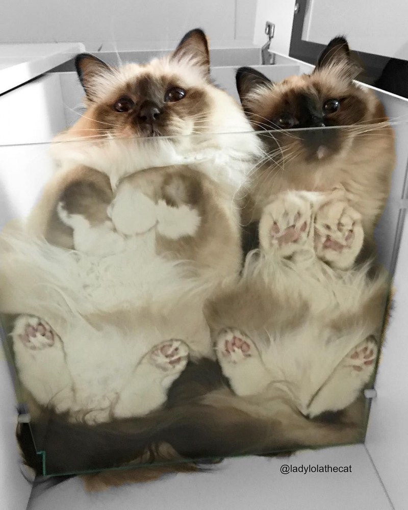 Коты на стекле