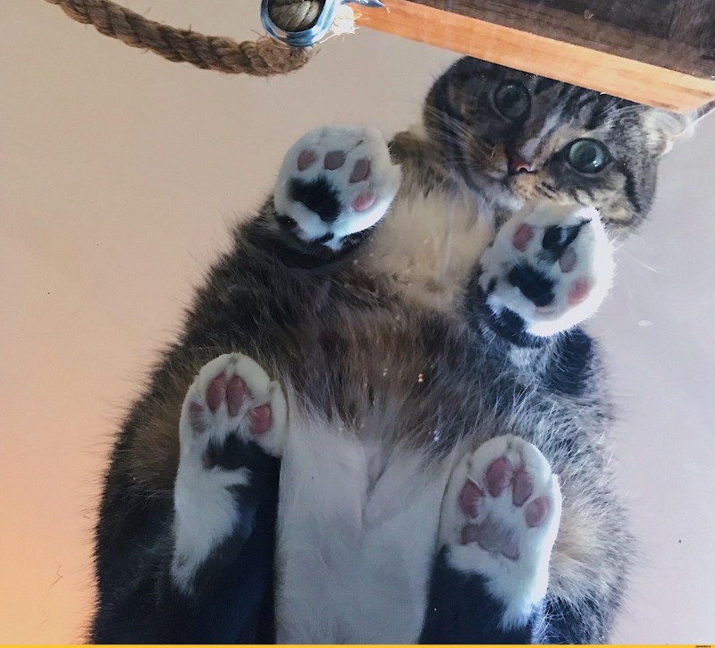 Прозрачный шар для кота