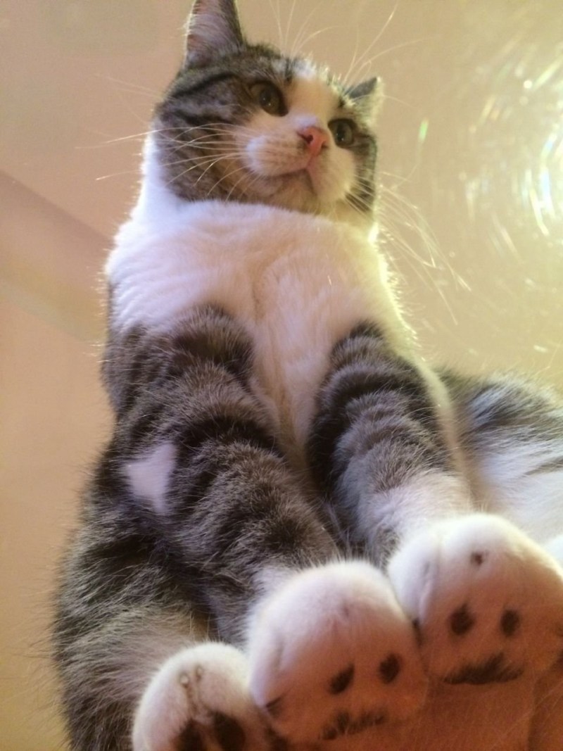 Котики на стеклянном столике