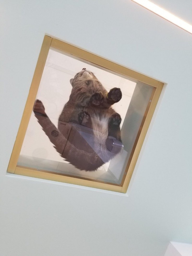 Кошка лежит на стеклянном столе