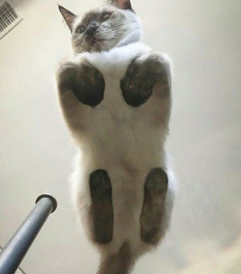 Лапки кота на стеклянном столе