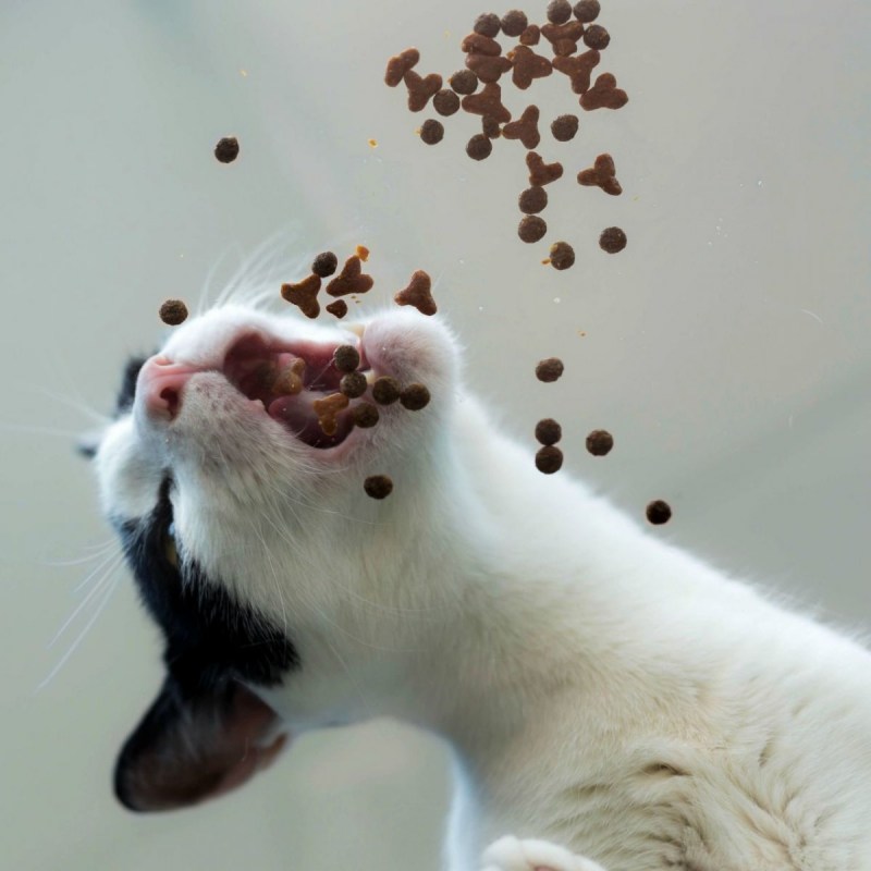Котенок на стеклянном столе