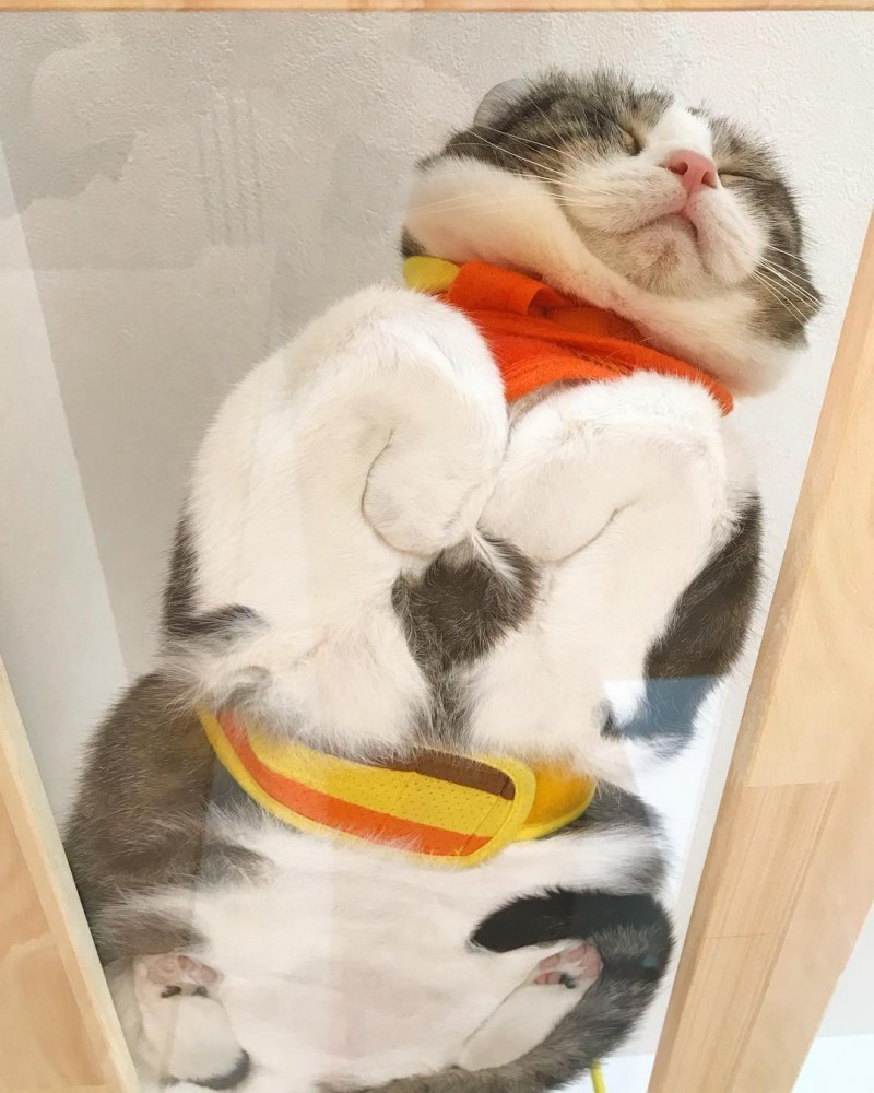 Кот на стеклянном столе
