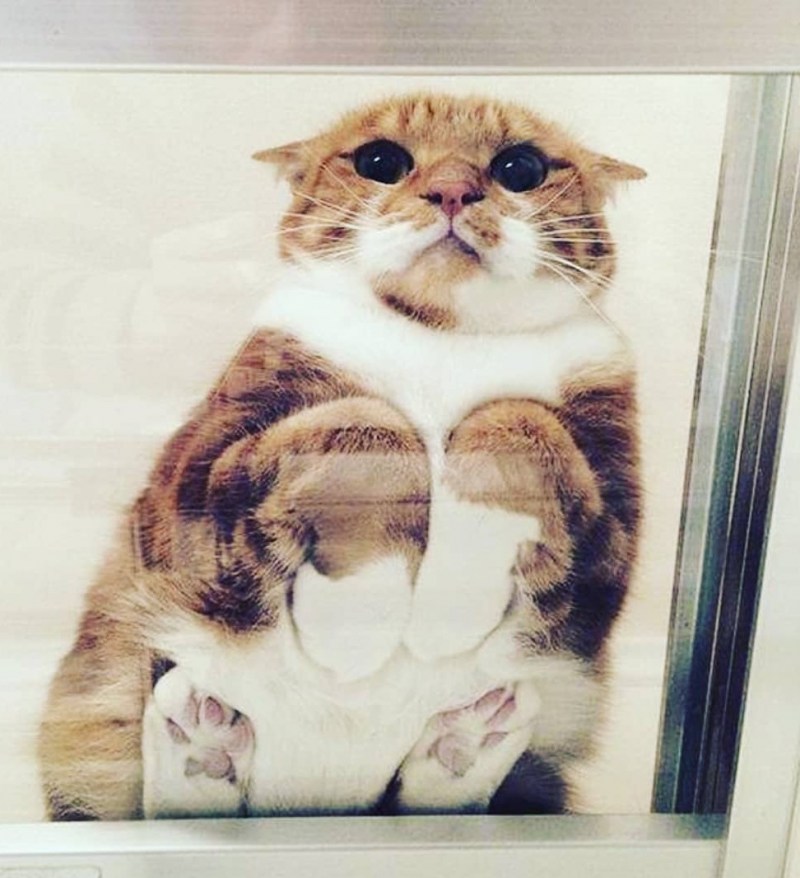 Котики на стеклянном столе