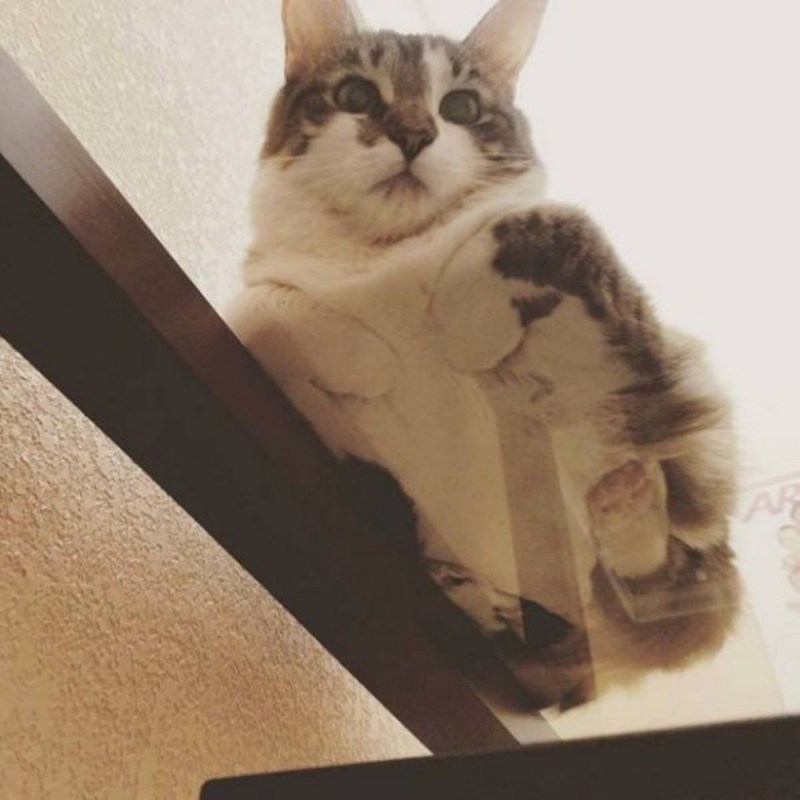 Котики на стеклянном столе