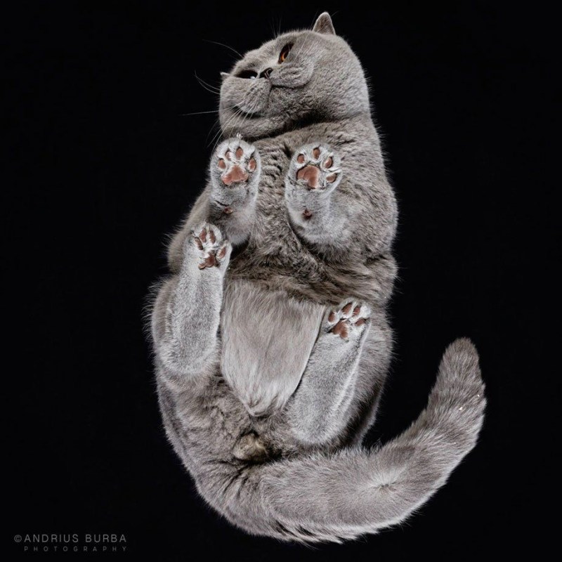 Котик растаял
