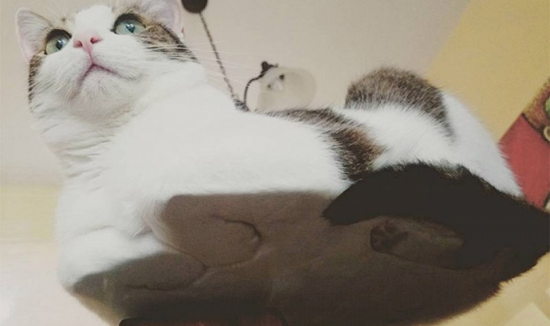 Кошки на стеклянном столе