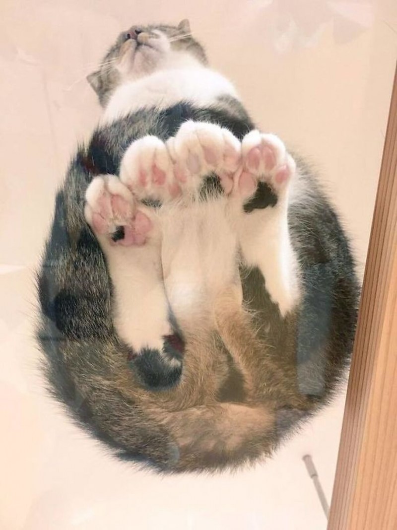Котики на стеклянном столе