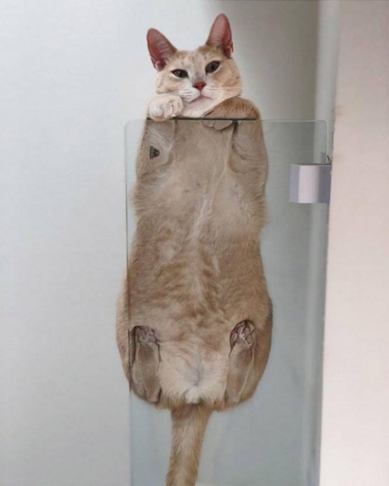 Котики под стеклом