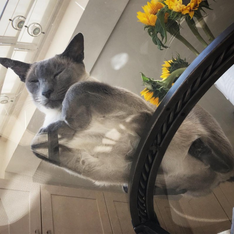 Кот через стекло