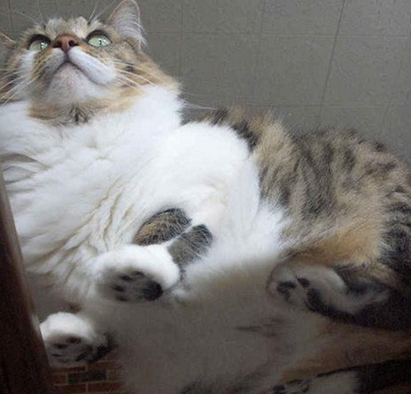 Котики на стеклянном столе