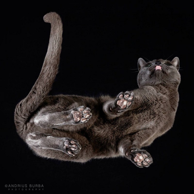 Котики на стекле
