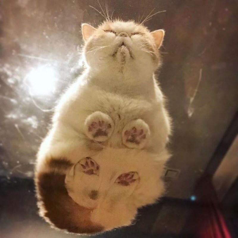 Кот на стеклянном столе