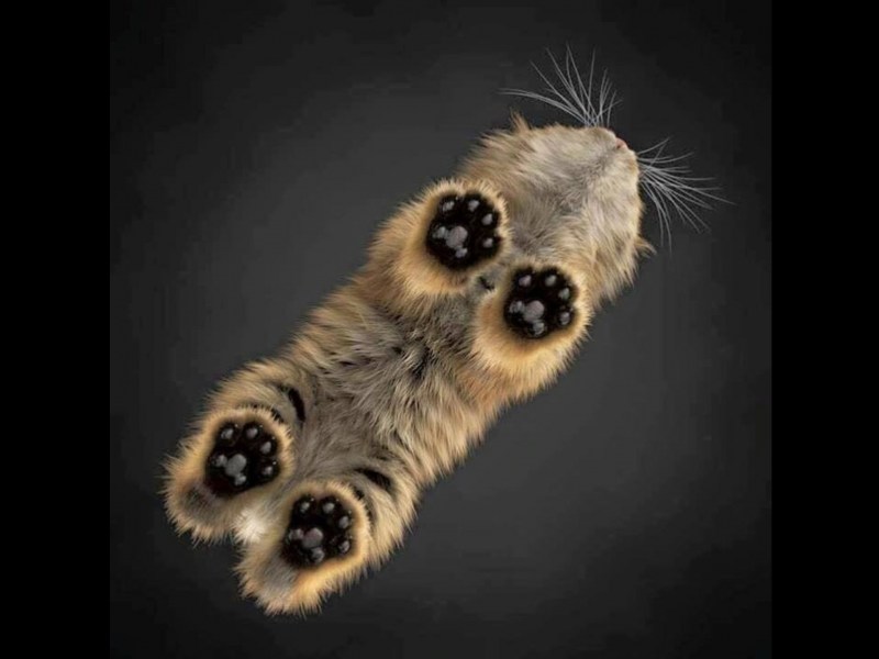 Котик лежит на стеклянном столе