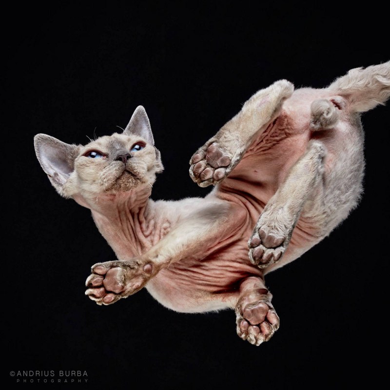 Лапы кота на стеклянном столе