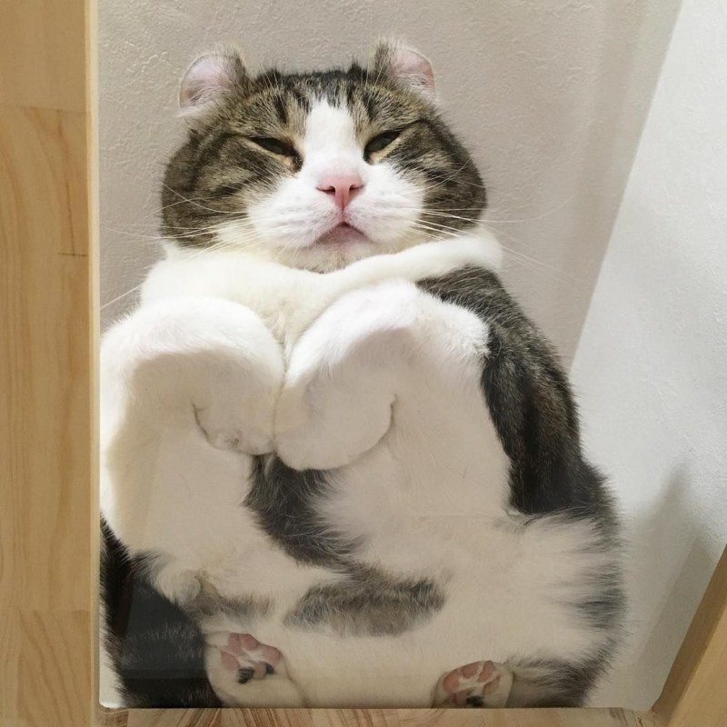 Кот на стеклянном столе