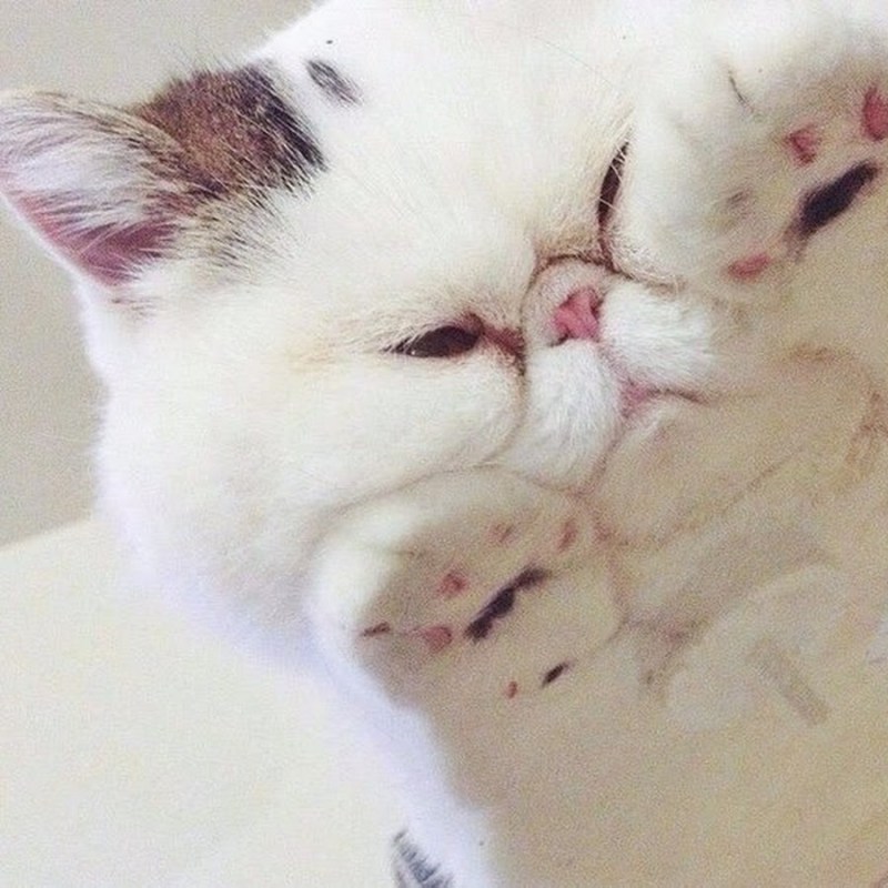 Кот на стеклянном столе