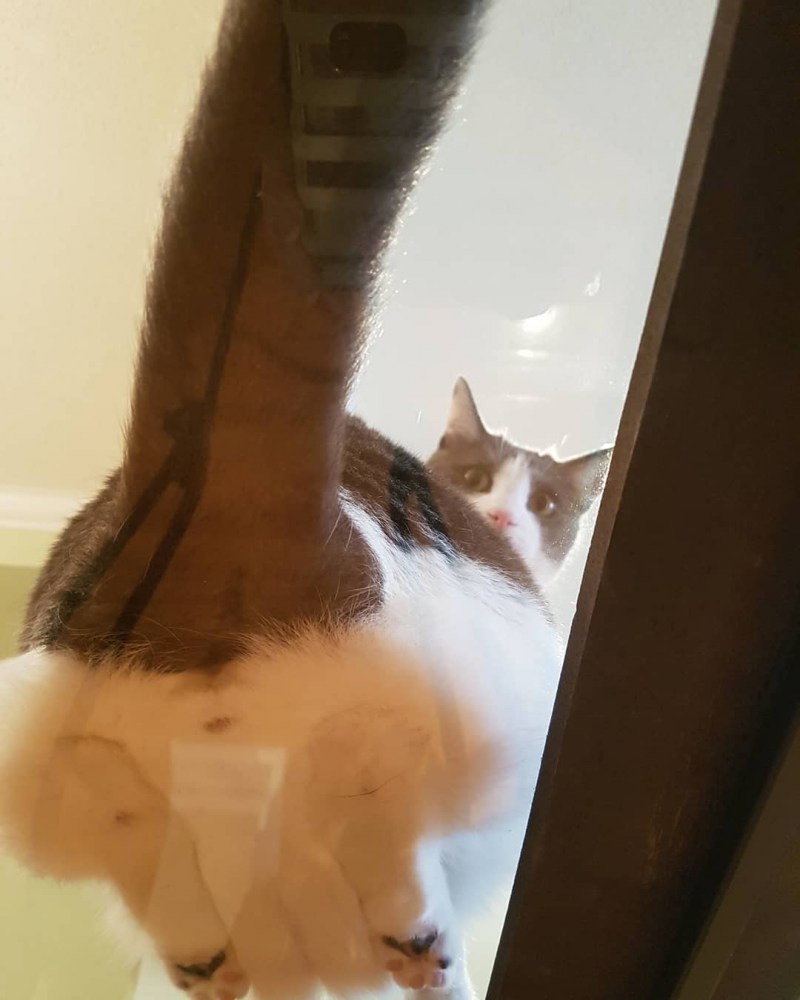 Кот сидит на стекле