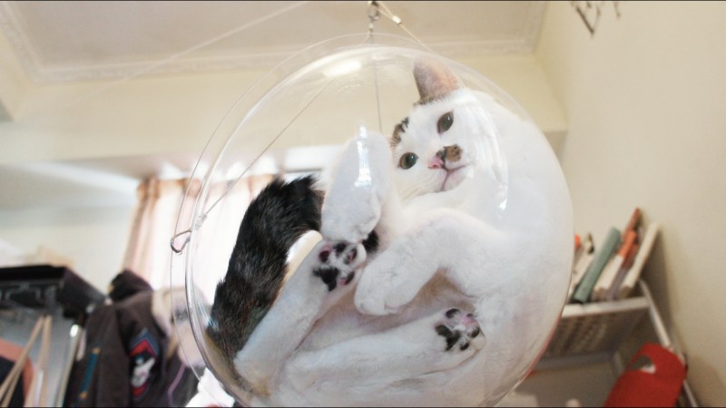 Коты ракурсы