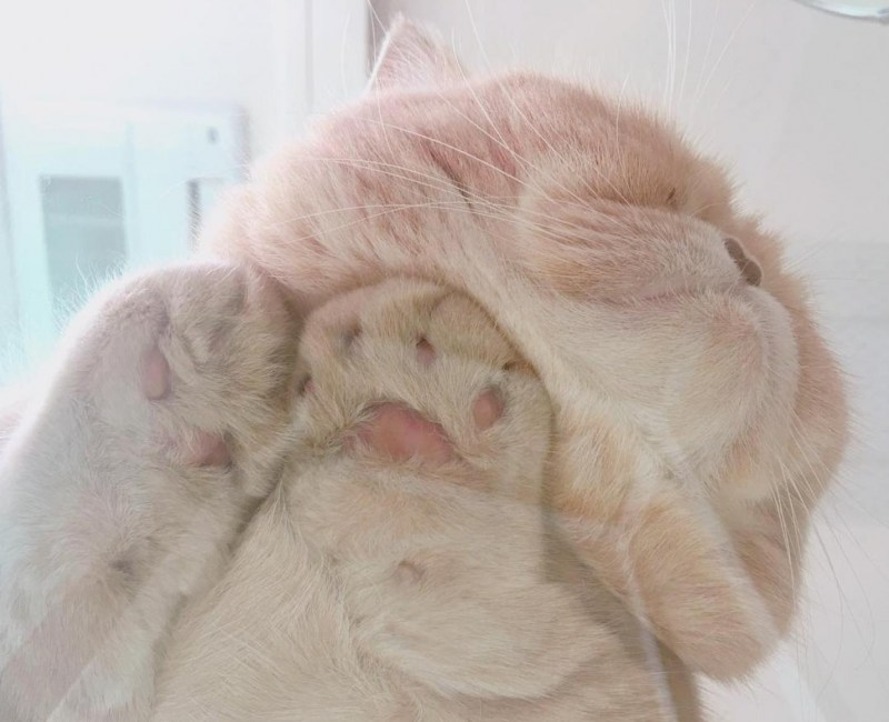 Стеклянный кот