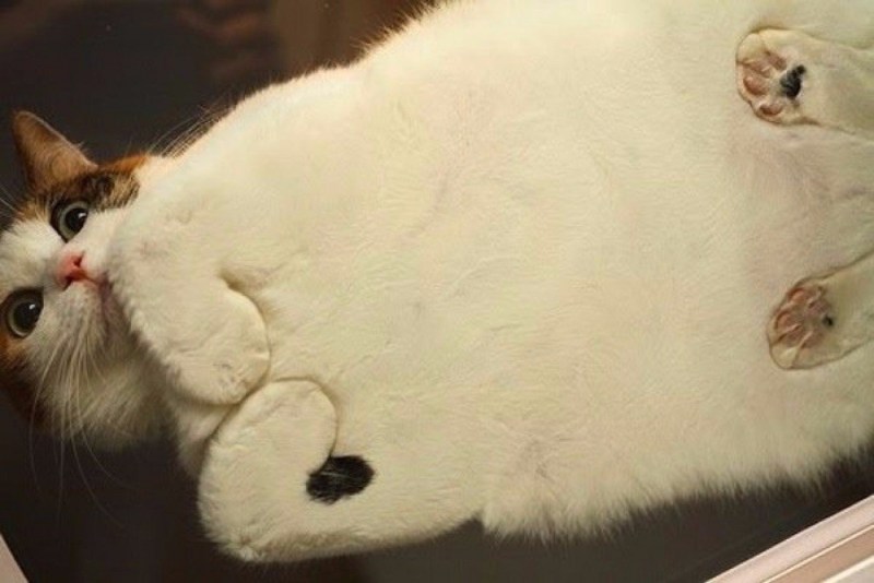Кот на стеклянном столе