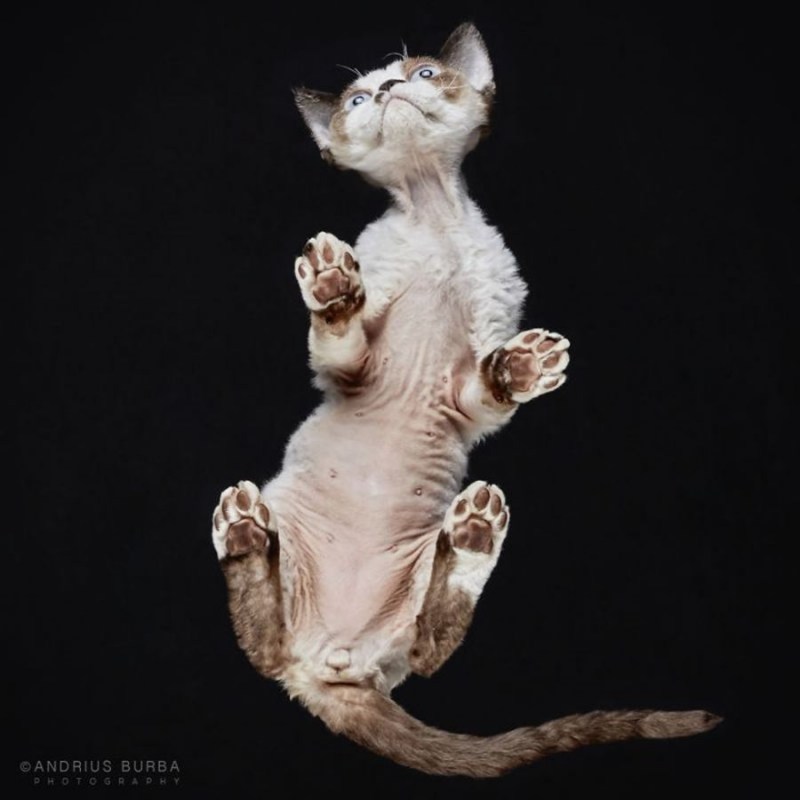 Кошачий фотограф Андриус Бурба