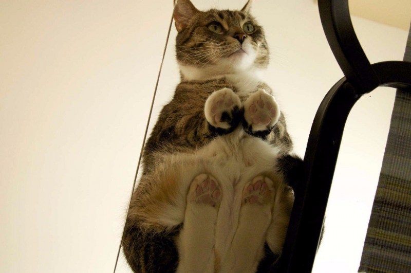 Котики на стеклянном столе