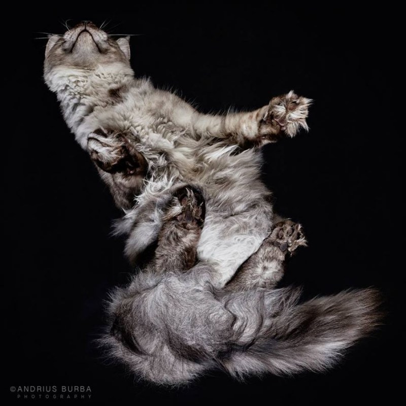 Кот на стекле вид снизу