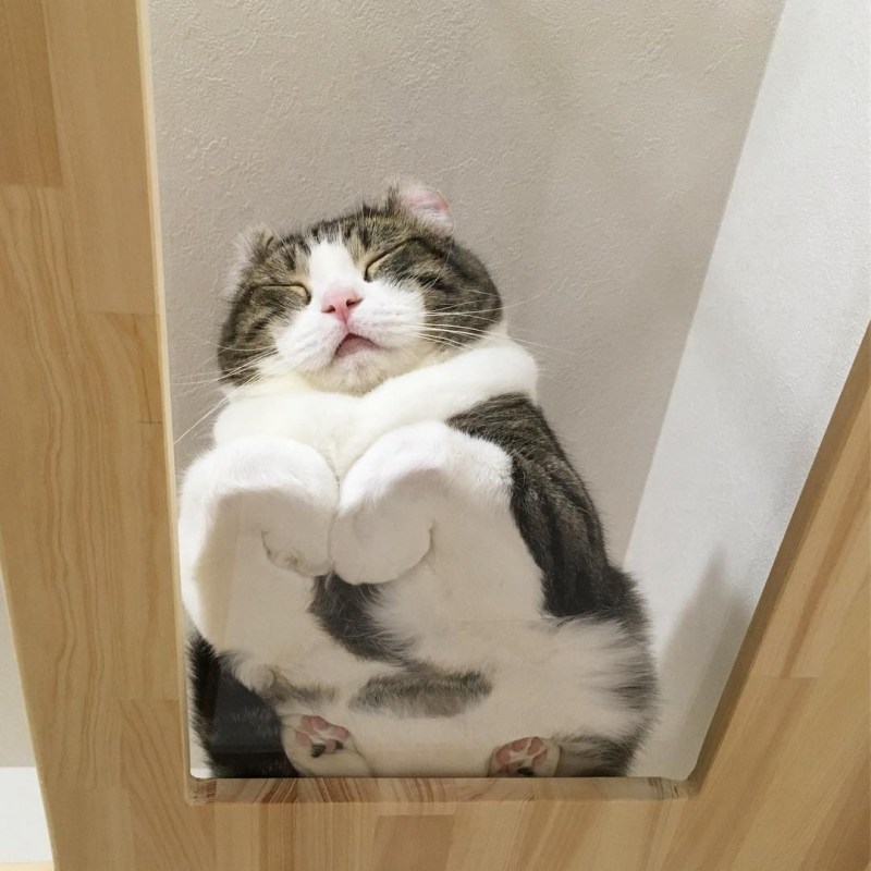 Кот на стеклянном столе