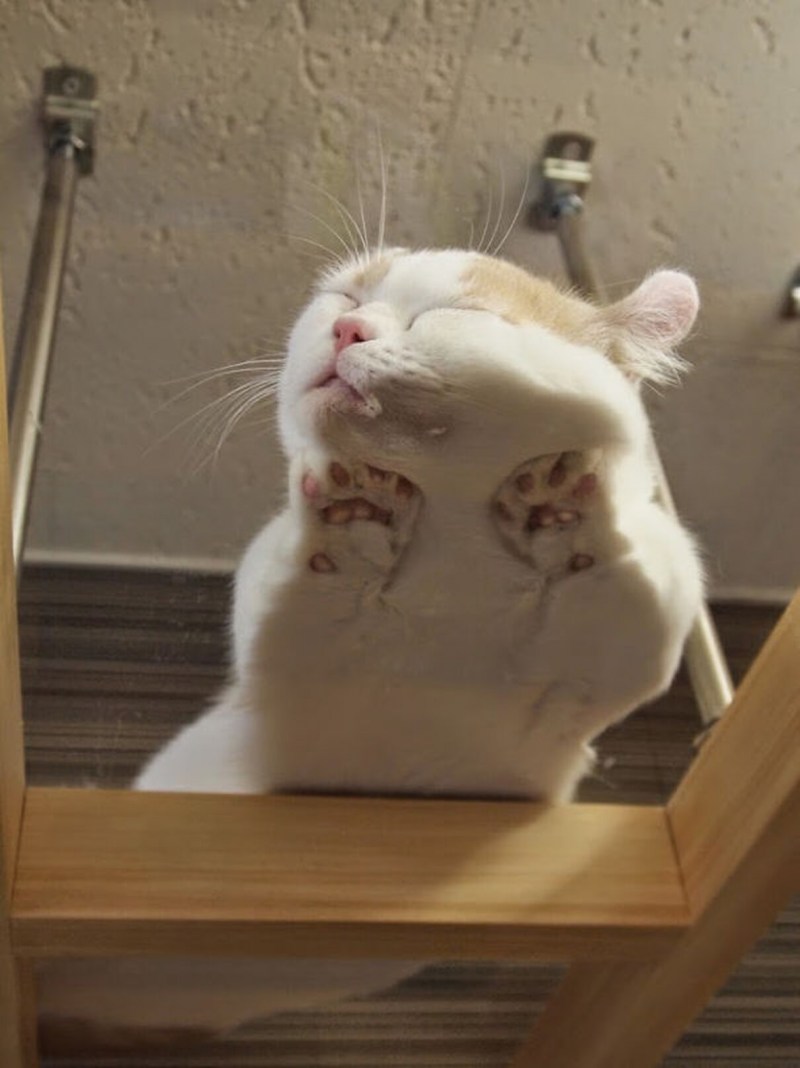 Кошки на стеклянном столе