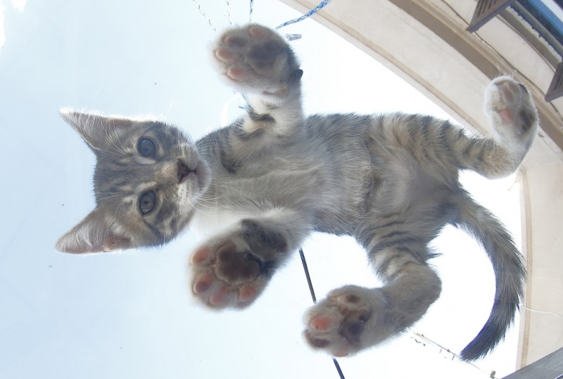 Коты под стеклом